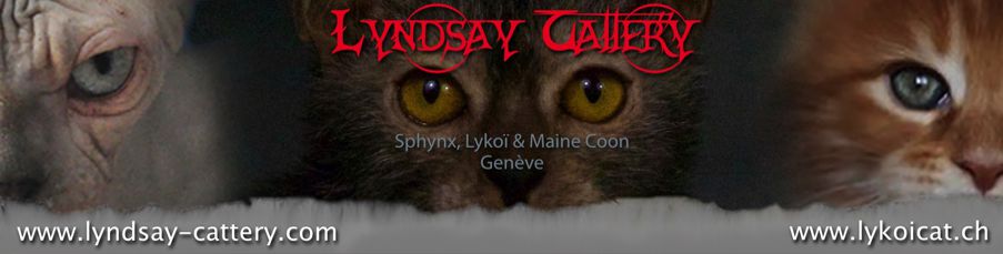 Lyndsay Cattery Sphynx Entretien